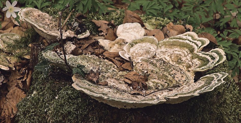 Mycological exhibitions: where to visit them in Italy and what to see